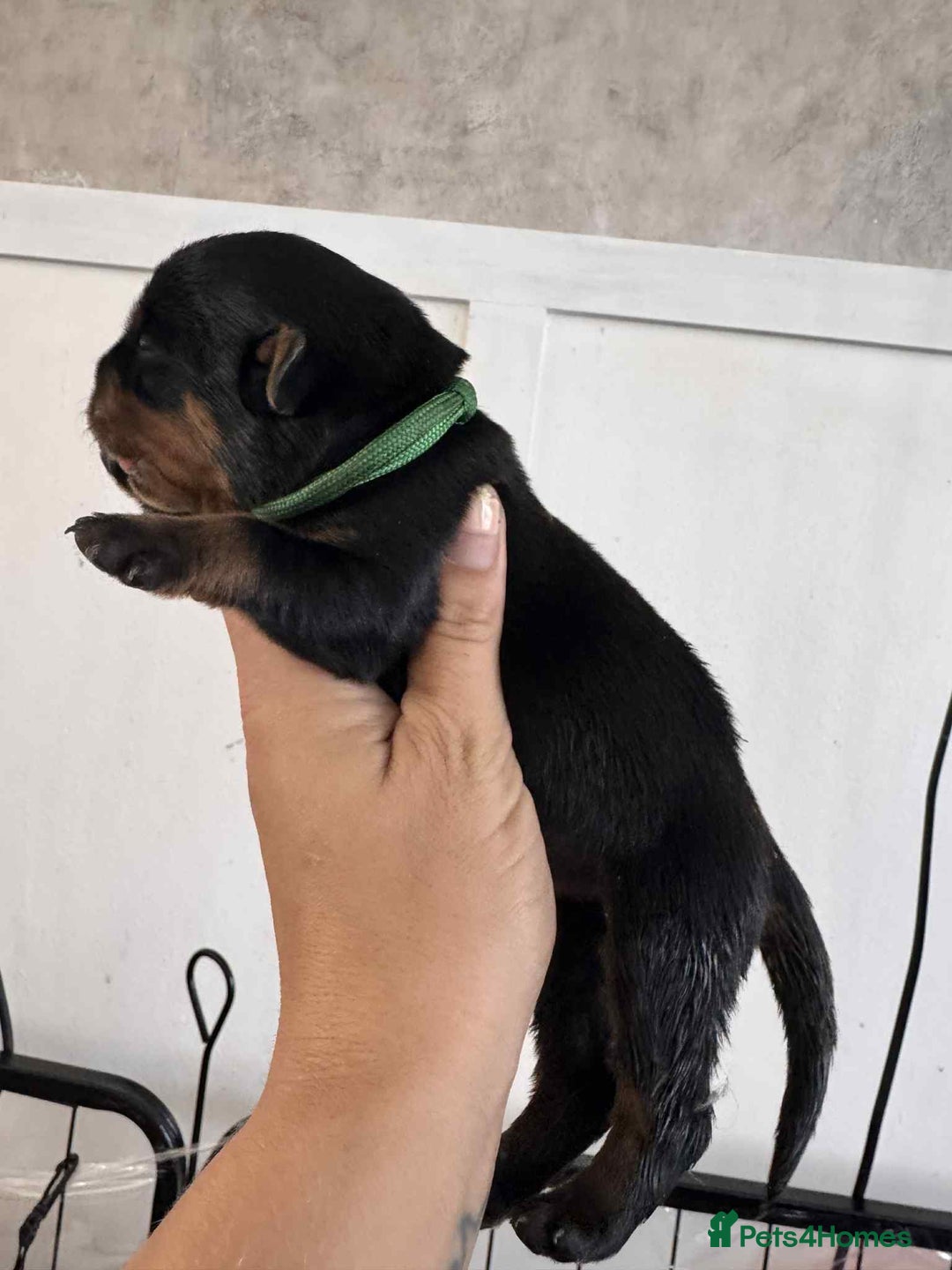 Rottweiler dogs for sale: Rottweiler Puppies - Image 13