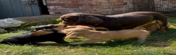 Cocker Spaniel dogs for sale: Stunning cocker pups kc reg ready now - Advert 2
