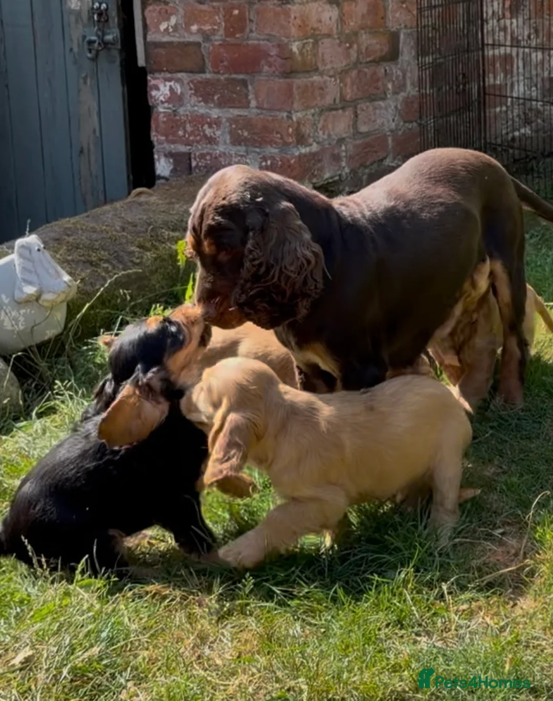 Cocker Spaniel dogs for sale: Stunning cocker pups kc reg ready now - Advert 2