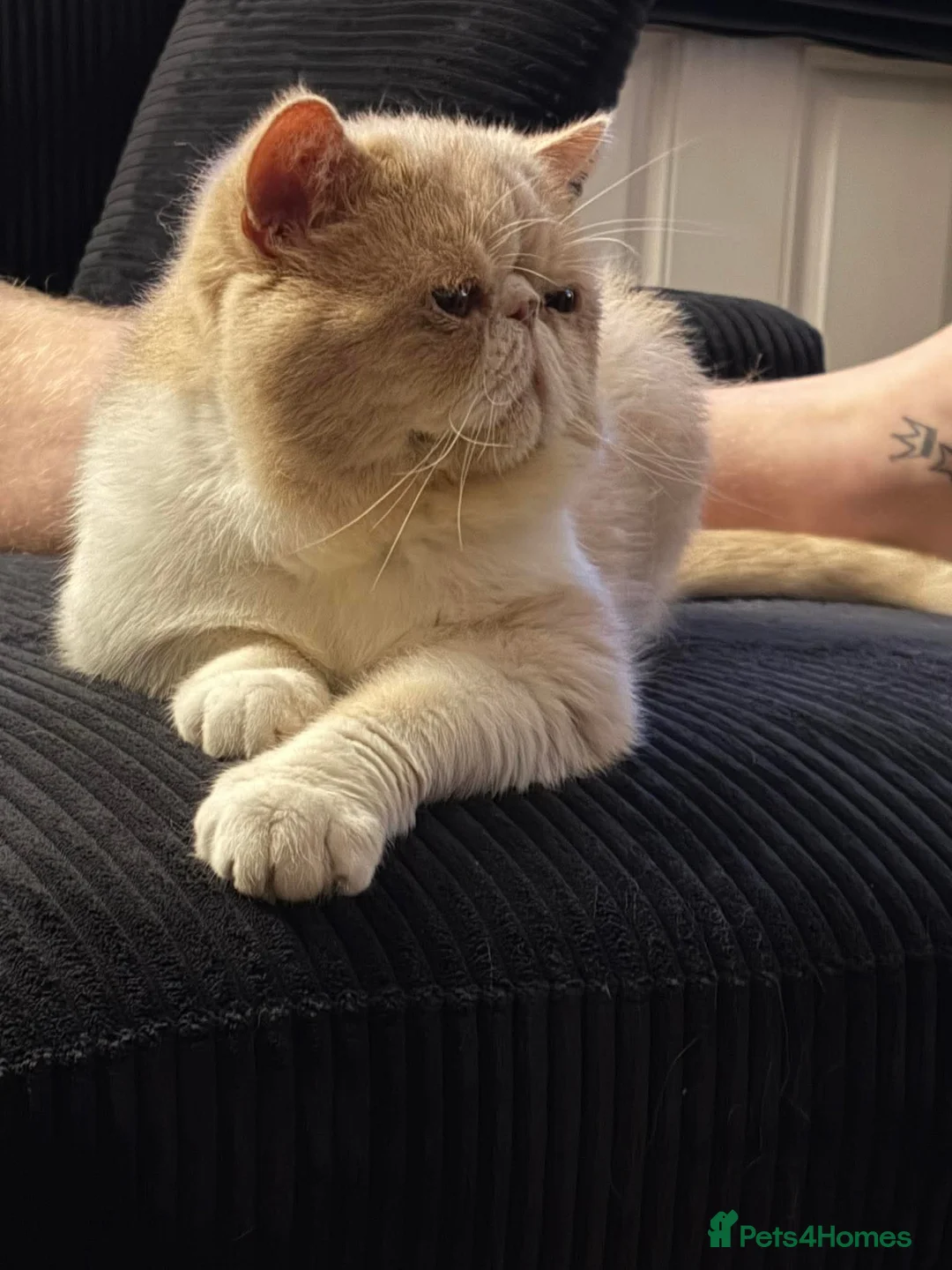 Exotic cats for sale: Exotic Cream and White Male - Advert 2