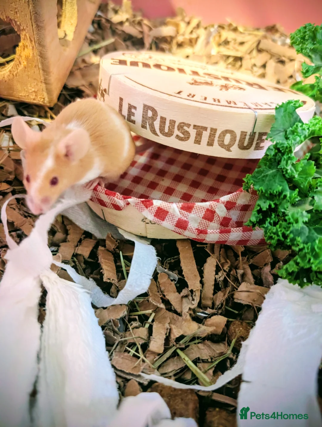 Mouse rodents for sale: Baby fancy mice - Advert 1
