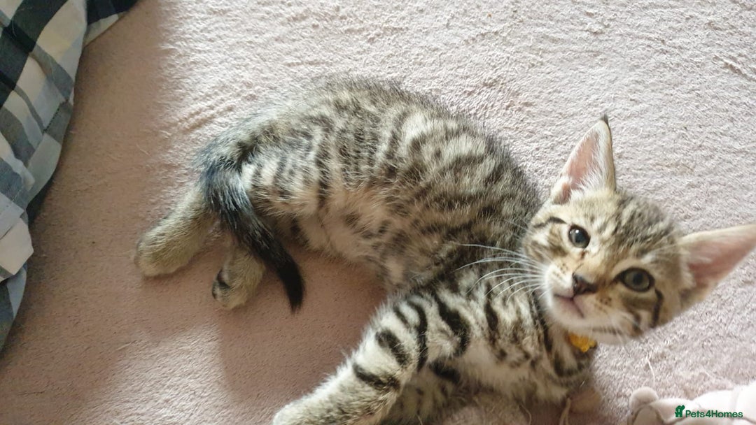 Turkish Angora cats for sale: Turkish angora cross Bengal  - Image 13