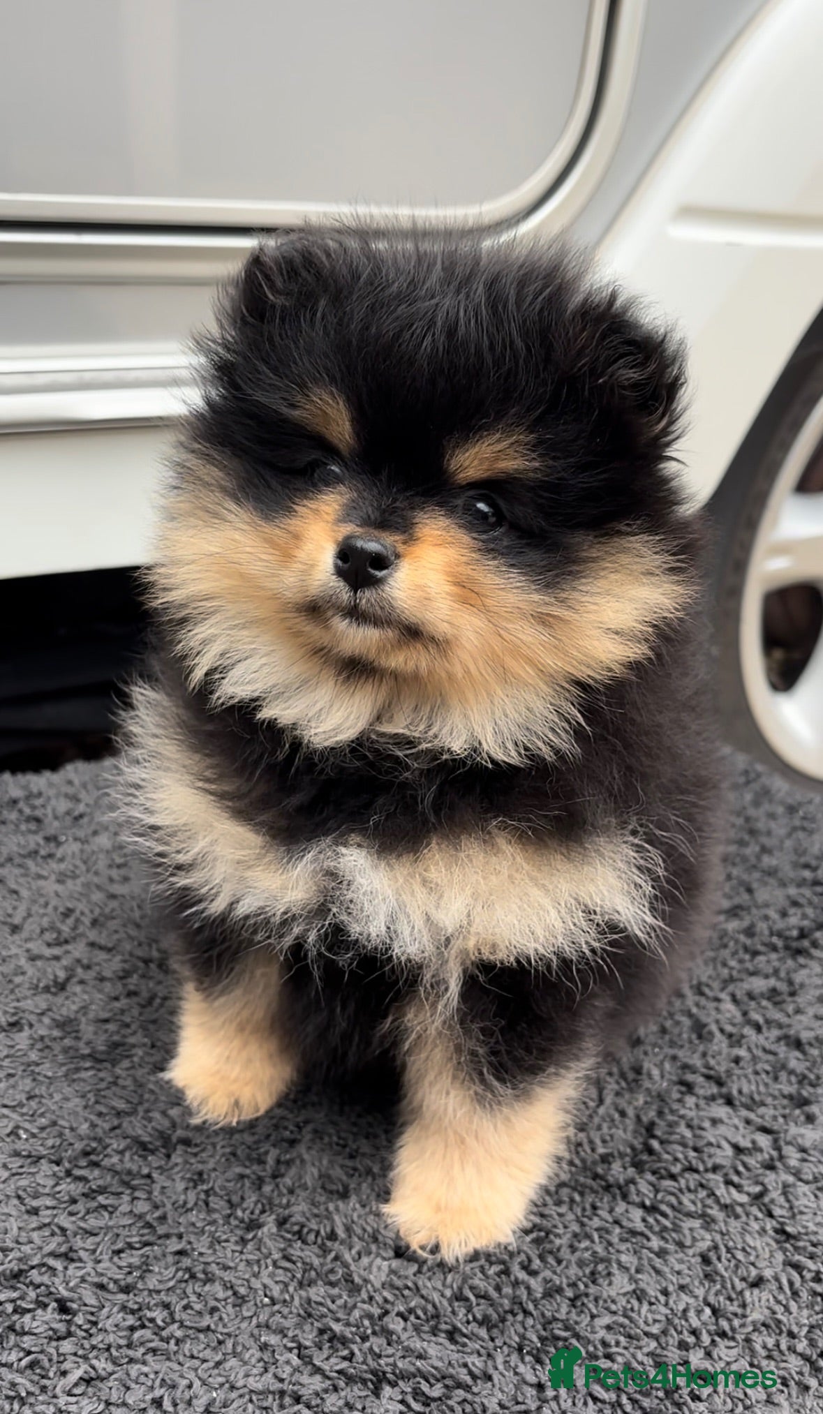 Pomeranian dogs Female Pom puppy - Advert 5