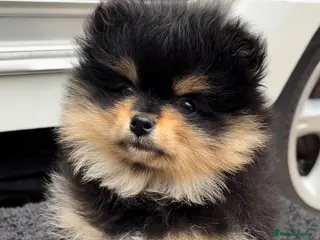 Pomeranian dogs Female Pom puppy - Advert 5