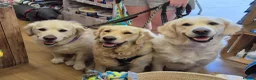Golden Retriever dogs for sale: Stunning Cream KC registered Golden Retrievers  - Advert 7