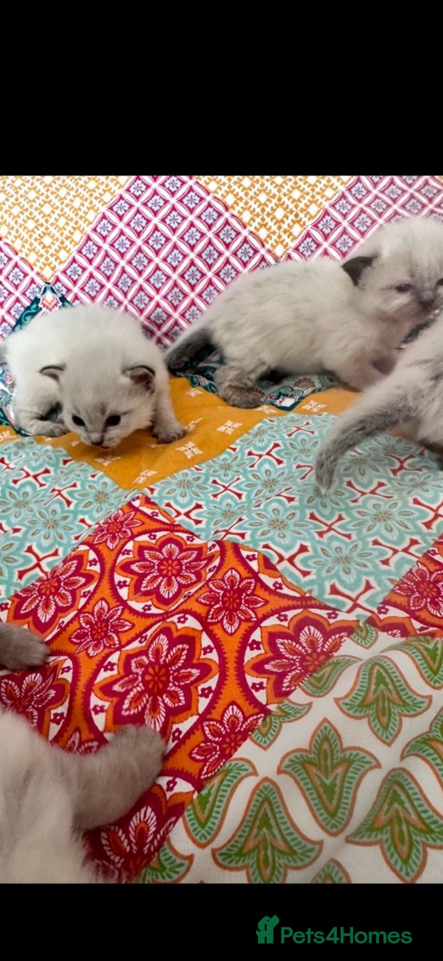 Ragdoll cats Stunning GCCF Babies - Advert 6