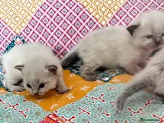 Ragdoll cats Stunning GCCF Babies - Advert 6