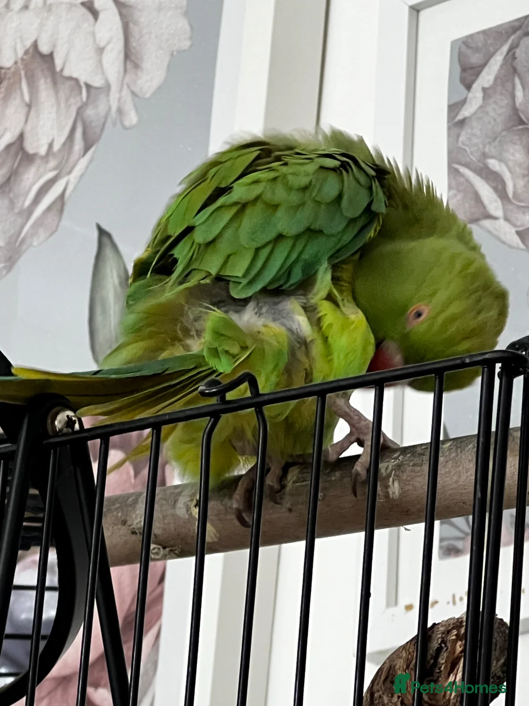 Ringnecks birds for sale: 2 years old Ria in Leigh - Advert 2