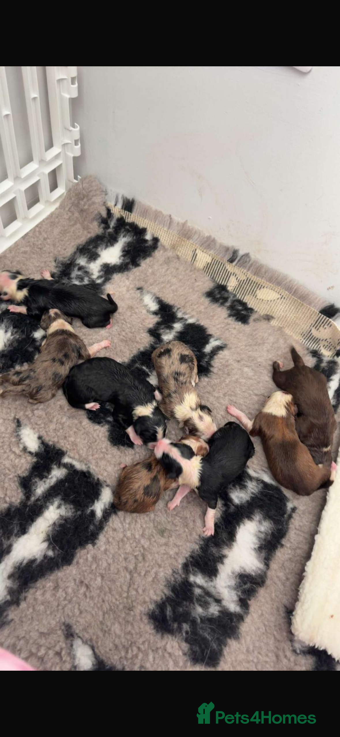 Border Collie dogs Border collie puppies Born 5th March  - Advert 18