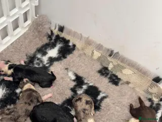 Border Collie dogs Border collie puppies Born 5th March - Advert 18