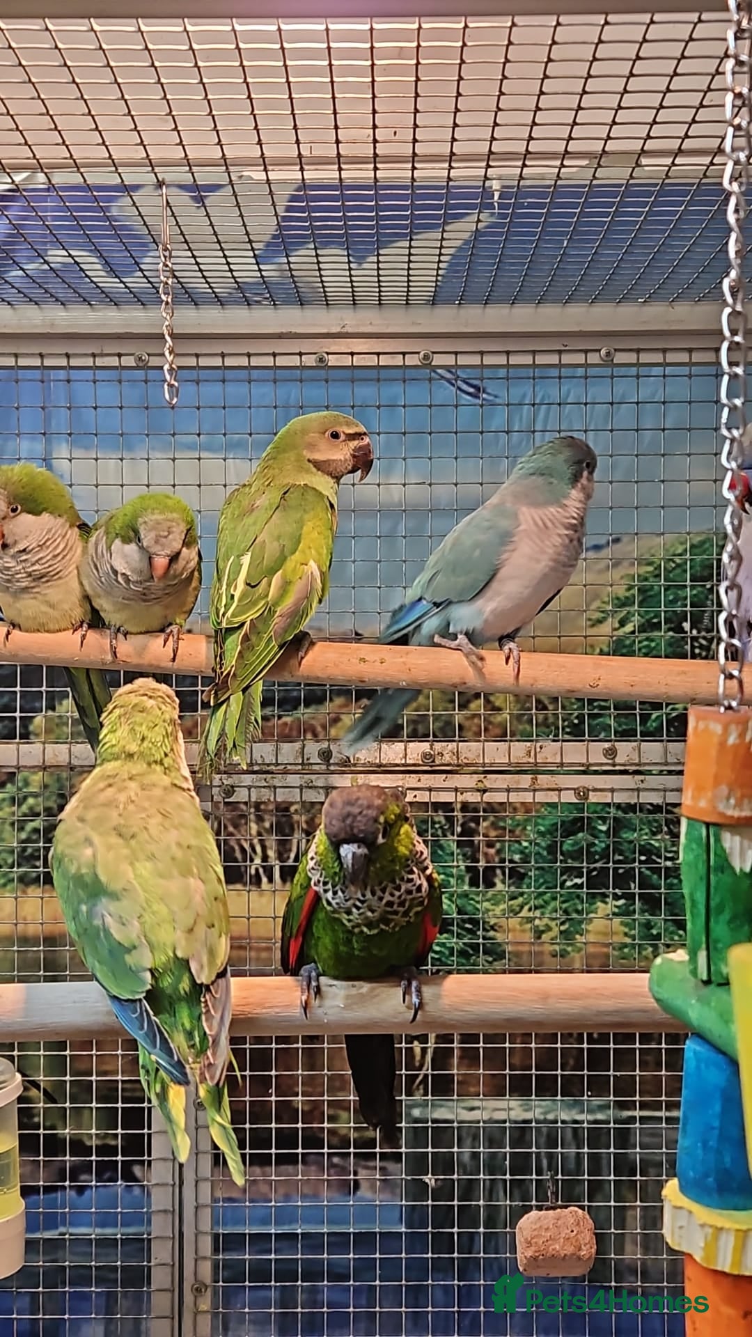 Parrots birds for sale: Xxx BIRDS/PARAKEETS/PARROTS xxX - Advert 19