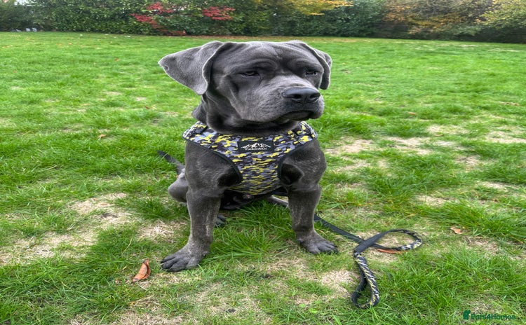 Cane Corso dogs - Advert 11