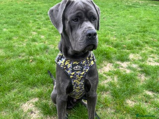 Cane Corso dogs - Advert 17