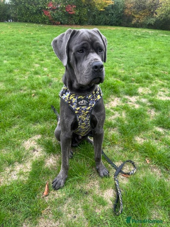 Cane Corso dogs - Advert 8