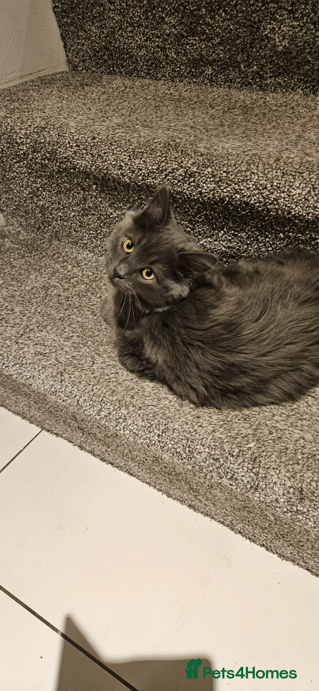 British Longhair cats for sale: Zzuzu - Advert 1