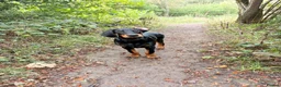 Dobermann dogs for sale: 17 week old male doberman - Advert 3