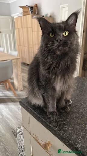 Gallery Image {{count}}