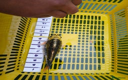 Koi Carp fish for sale: UK koi carp  - Image 18