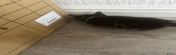 Mixed Breed cats for sale: Kittens - Advert 4