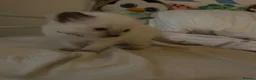 Ragdoll cats for sale: Ragdoll kittens *4 weeks old* Liverpool area  - Advert 3