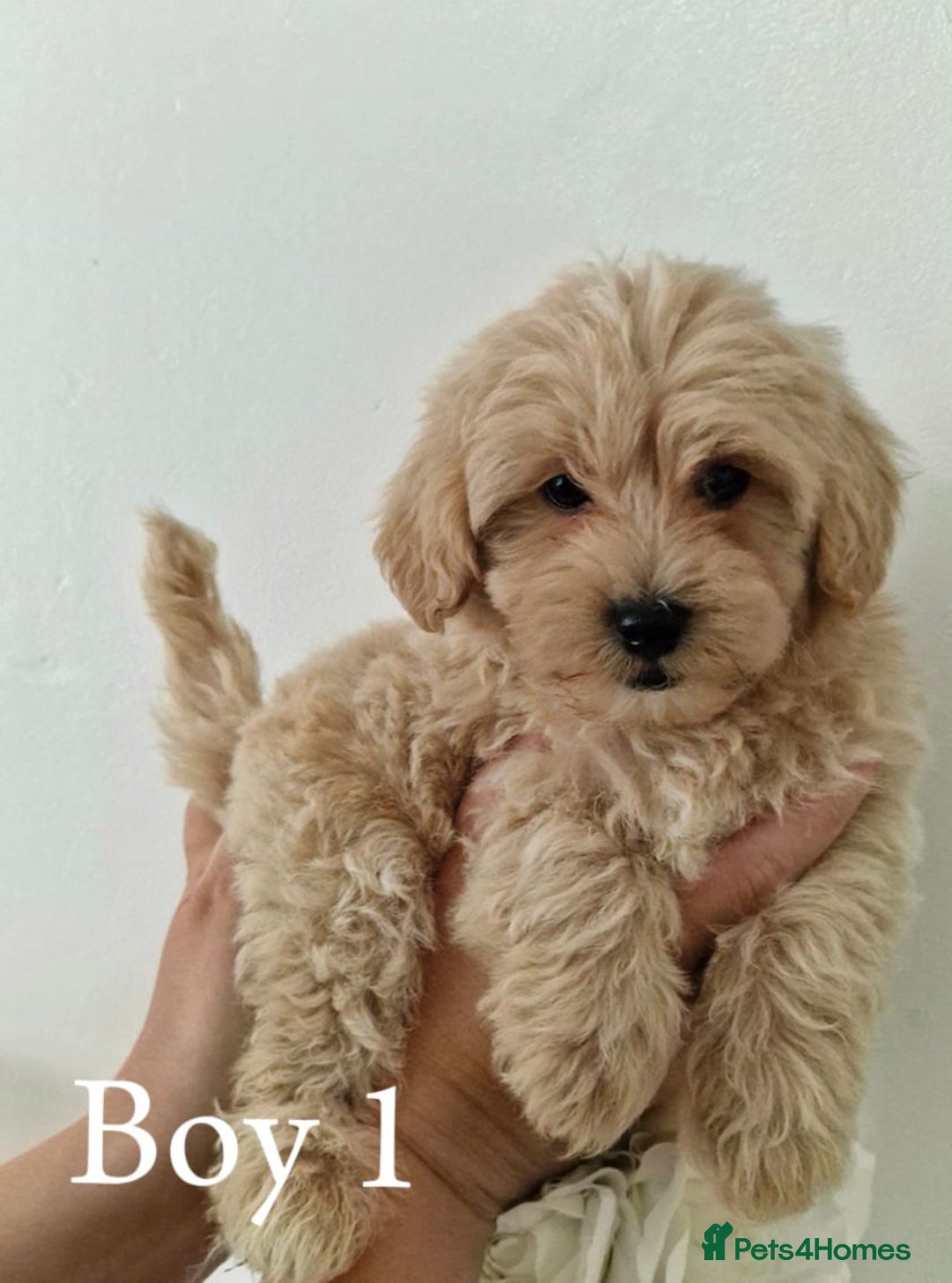 Maltipoo dogs for sale: Adorable Maltipoo Pups - Image 4