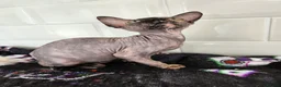 Sphynx cats for sale: 2 femal lovely Canadian sphynx  - Advert 6