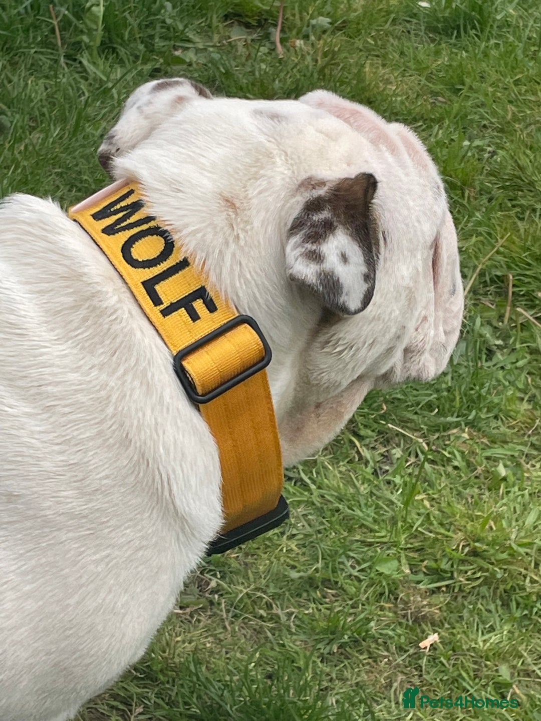 English Bulldog dogs for stud: KC Registered Silver Health Tested Stud - Image 2