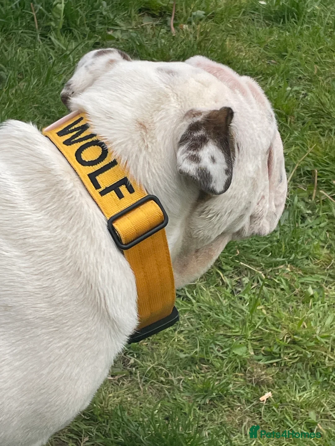 English Bulldog dogs for stud: KC Registered Silver Health Tested Stud - Advert 2