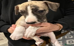 Whippet dogs for sale: Whiptaridge Whippet boys  - Advert 4