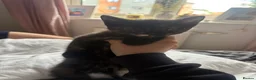 Mixed Breed cats for sale: One beautiful female left - Advert 5