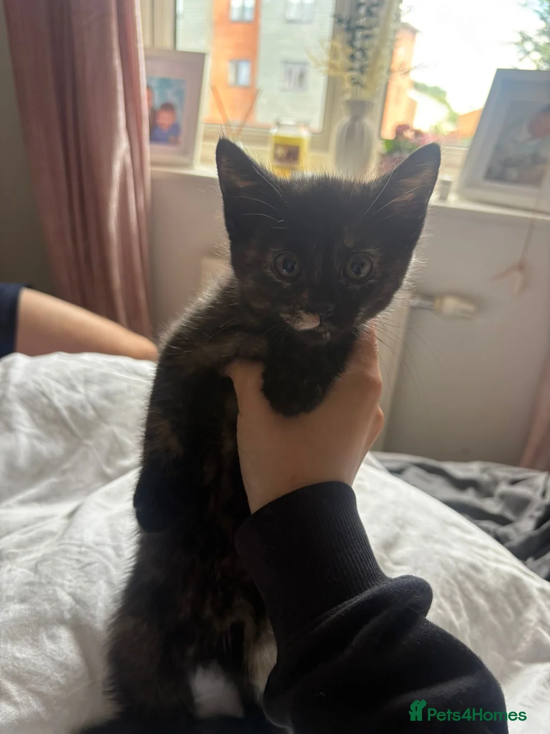 Mixed Breed cats for sale: One beautiful female left - Advert 5