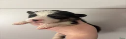 Welsh Corgi Pembroke dogs for sale: Show quality Pembrokeshire corgi - Advert 8