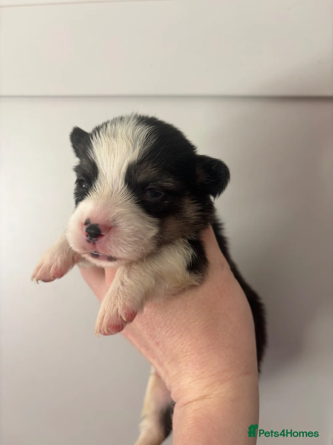 Welsh Corgi Pembroke dogs for sale: Show quality Pembrokeshire corgi - Advert 8