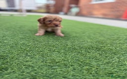 Cockapoo dogs for sale: Cockerpoo puppies - Image 8
