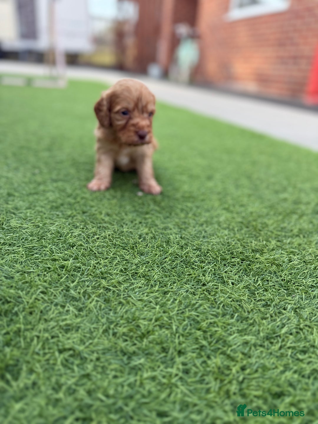 Cockapoo dogs for sale: Cockerpoo puppies - Image 8