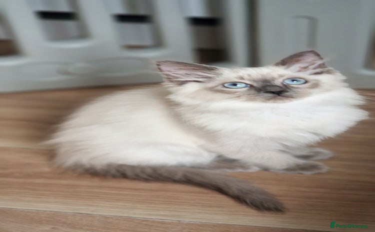 Ragdoll cats - Advert 8