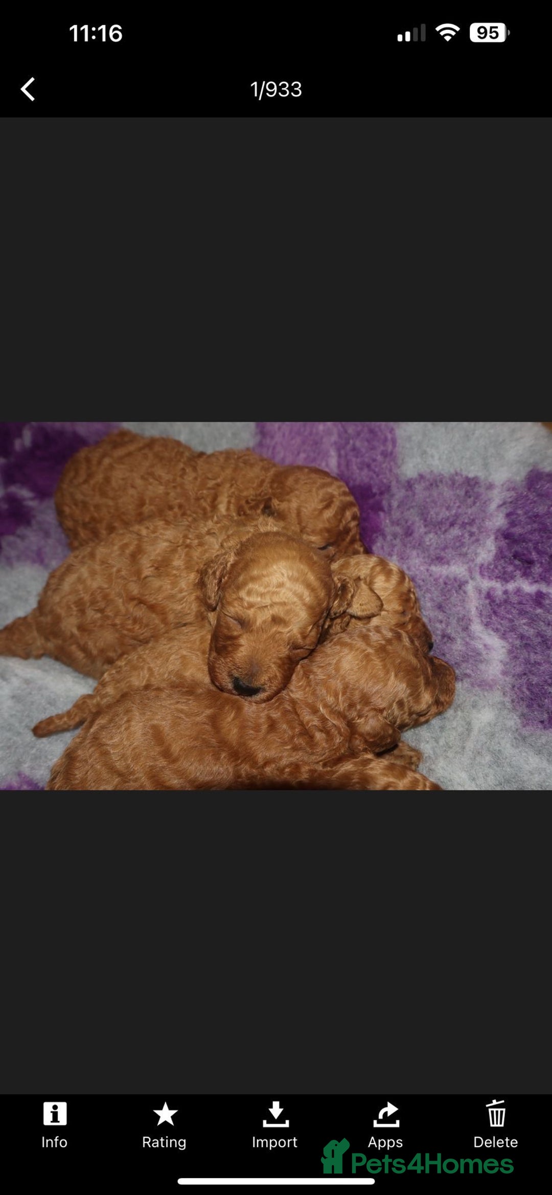 Miniature Poodle dogs for sale: A stunning litter of red miniature poodles  - Image 1