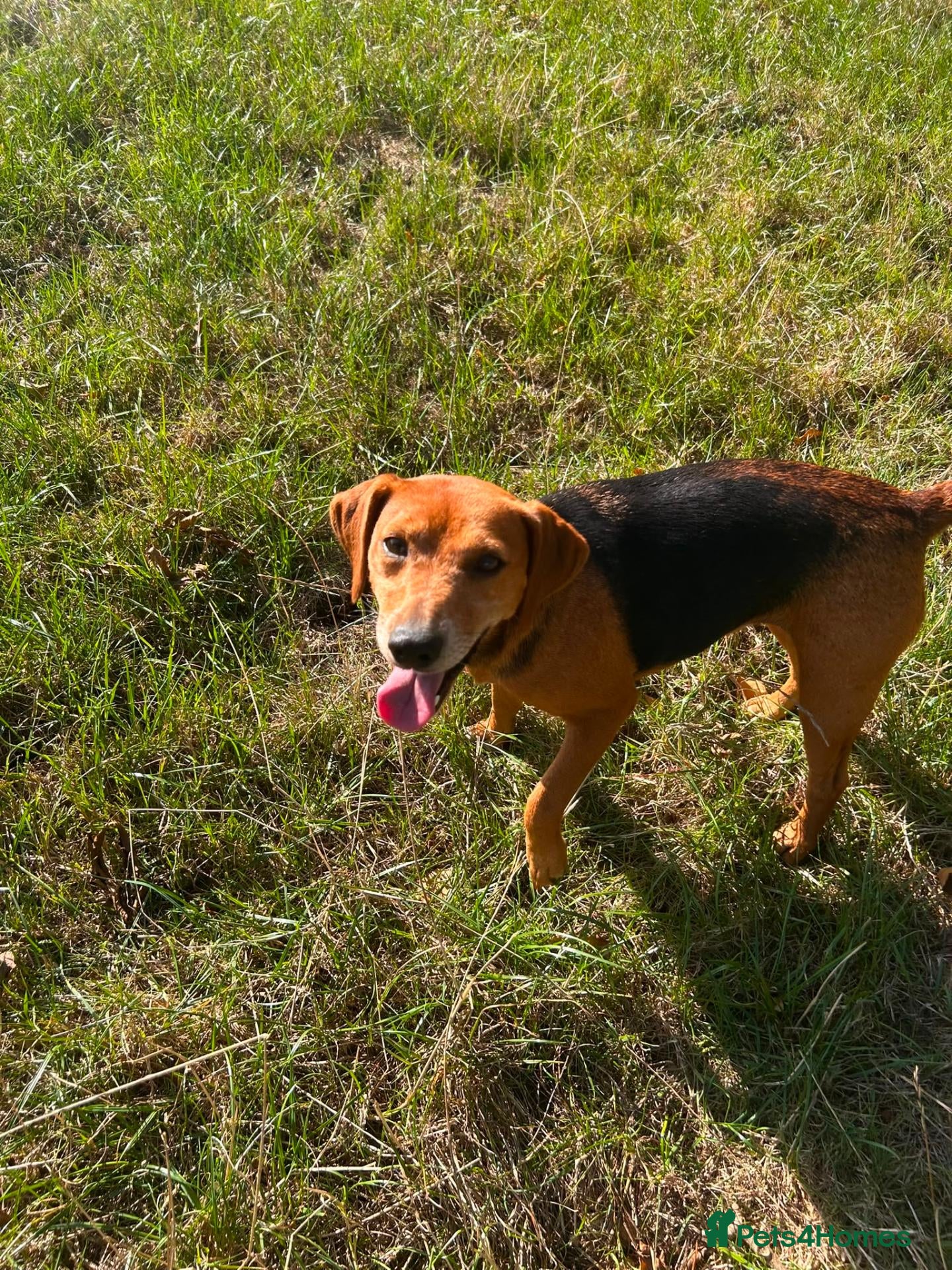 Mixed Breed dogs Sweets - Cross-Terrier Beagle Bitch - Advert 1