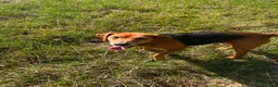 Mixed Breed dogs for sale: Sweets - Cross-Bred Terrier Beagle Bitch - Advert 1