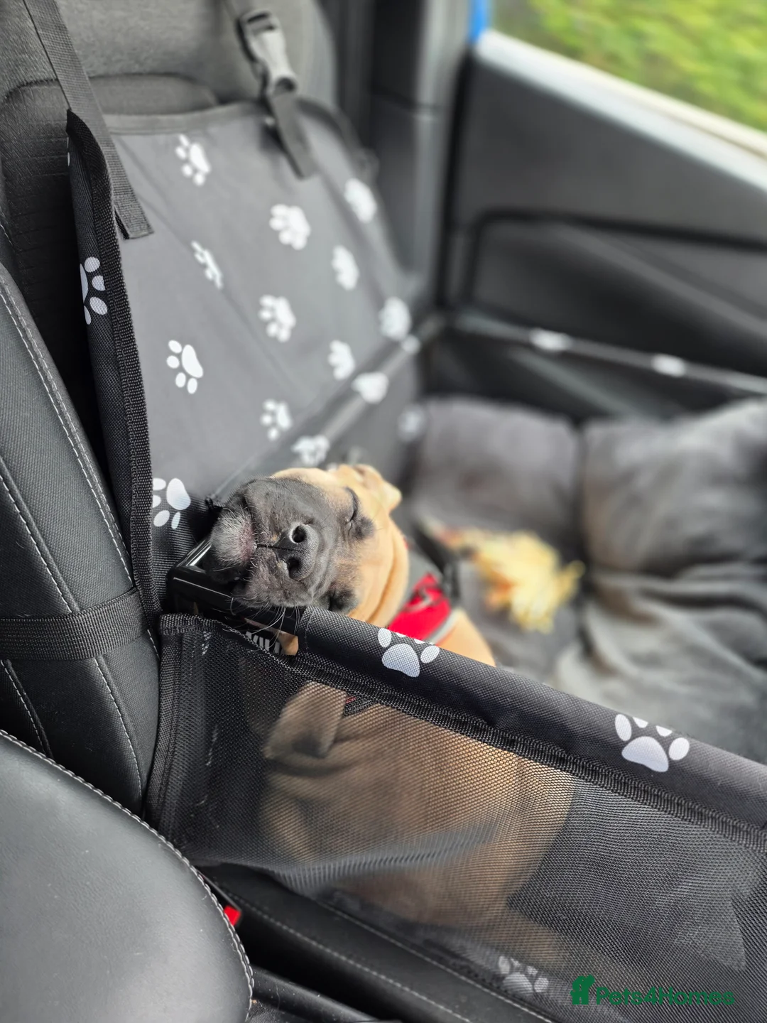 Boerboel dogs for sale: Pup for rehoming - Advert 5