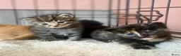 Mixed Breed cats for sale: 6 kittens mixed litter - Advert 17