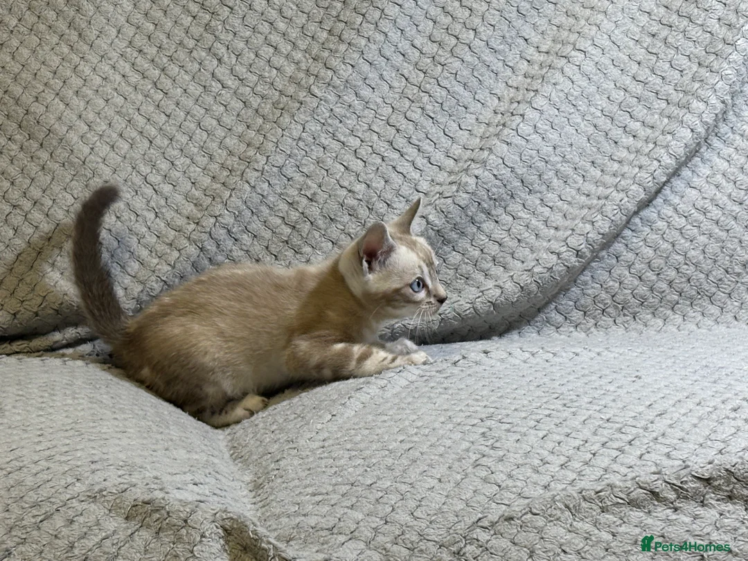 Bengal cats for sale: Bengal tiger kittens  - Advert 23