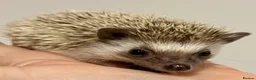 Pygmy Hedgehog rodents for sale: Girls Boys Ethically Bred African Pygmy Hedgehogs - Advert 7