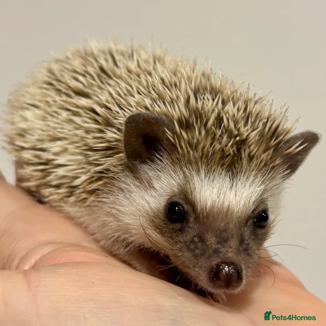 Pygmy Hedgehog rodents for sale: Girls Boys Ethically Bred African Pygmy Hedgehogs - Advert 7