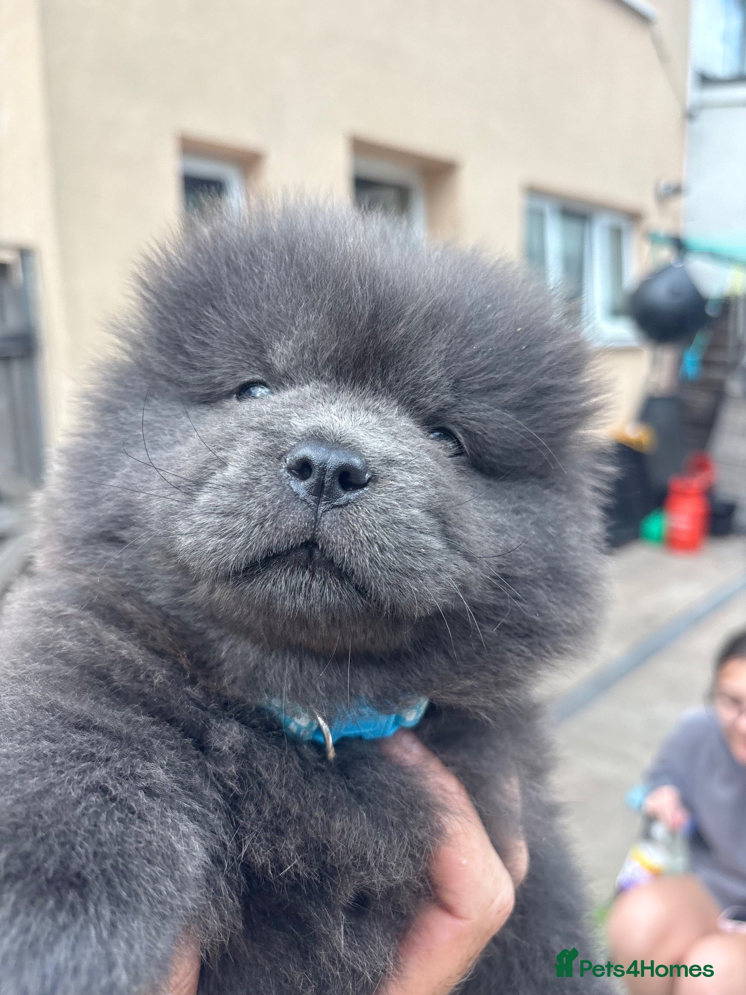 Chow Chow dogs READY NOW ! Please read ad 🩷💙 - Advert 17