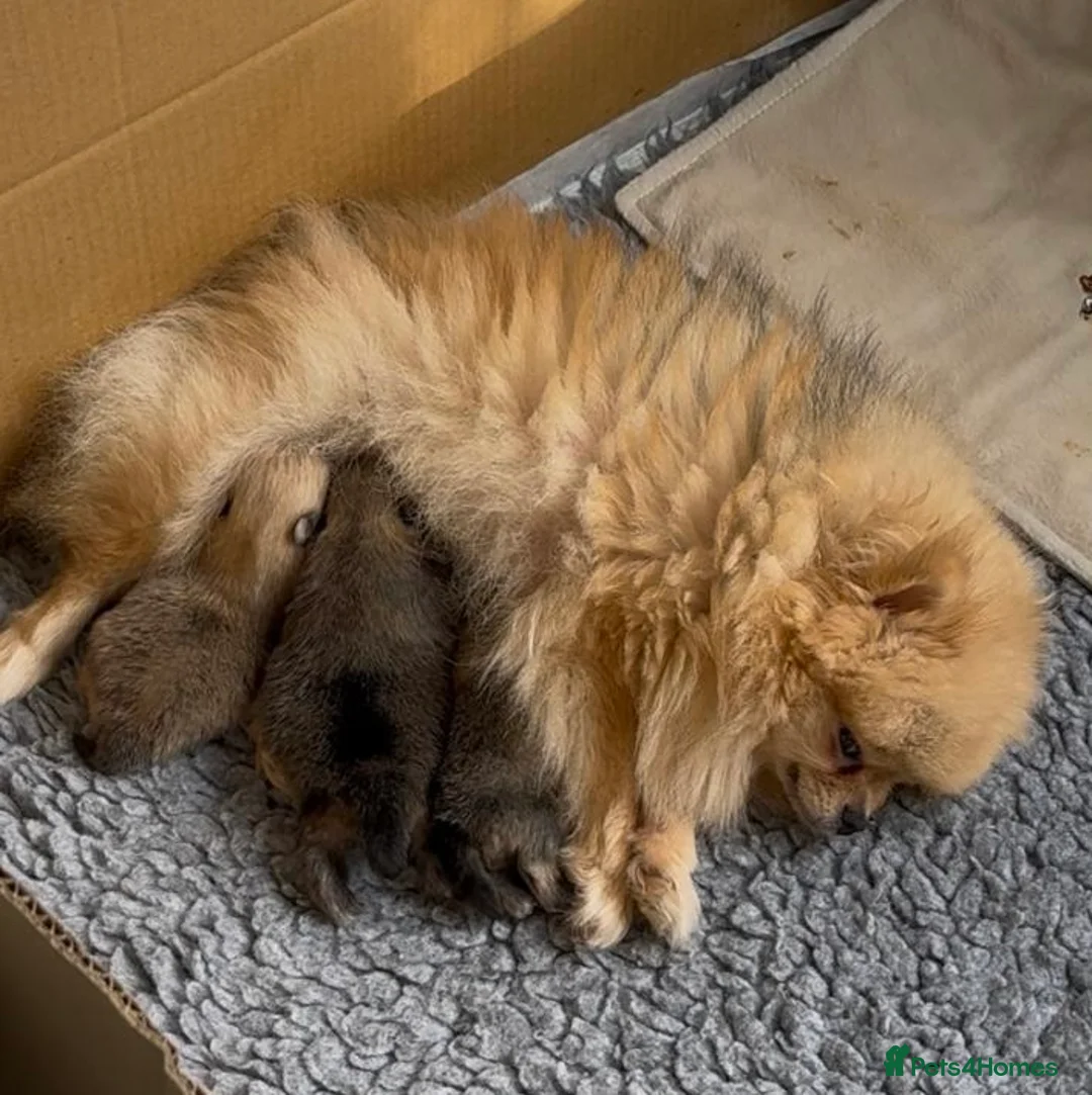 Pomeranian dogs for sale: Show Lines Tiny Teddy Faced Pomeranians  in Sunderland - Advert 7