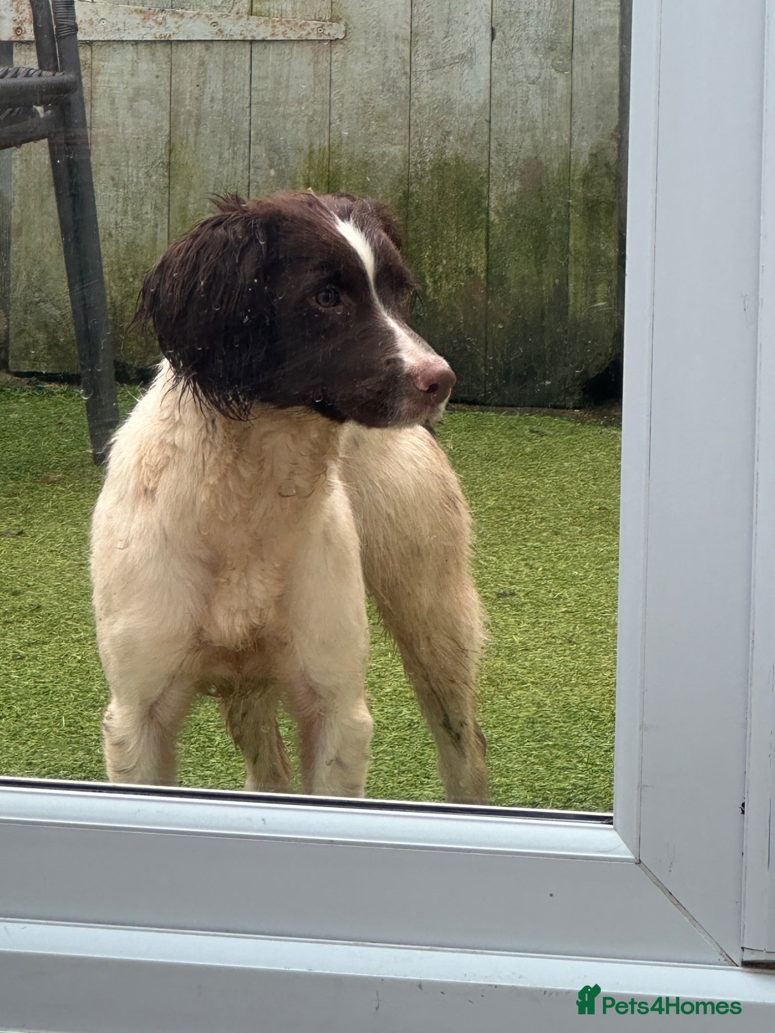 English Springer Spaniel dogs English springer spaniel bitch 12 months old l&w - Advert 2