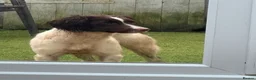 English Springer Spaniel dogs for sale: English springer spaniel bitch 12 months old l&w - Advert 1