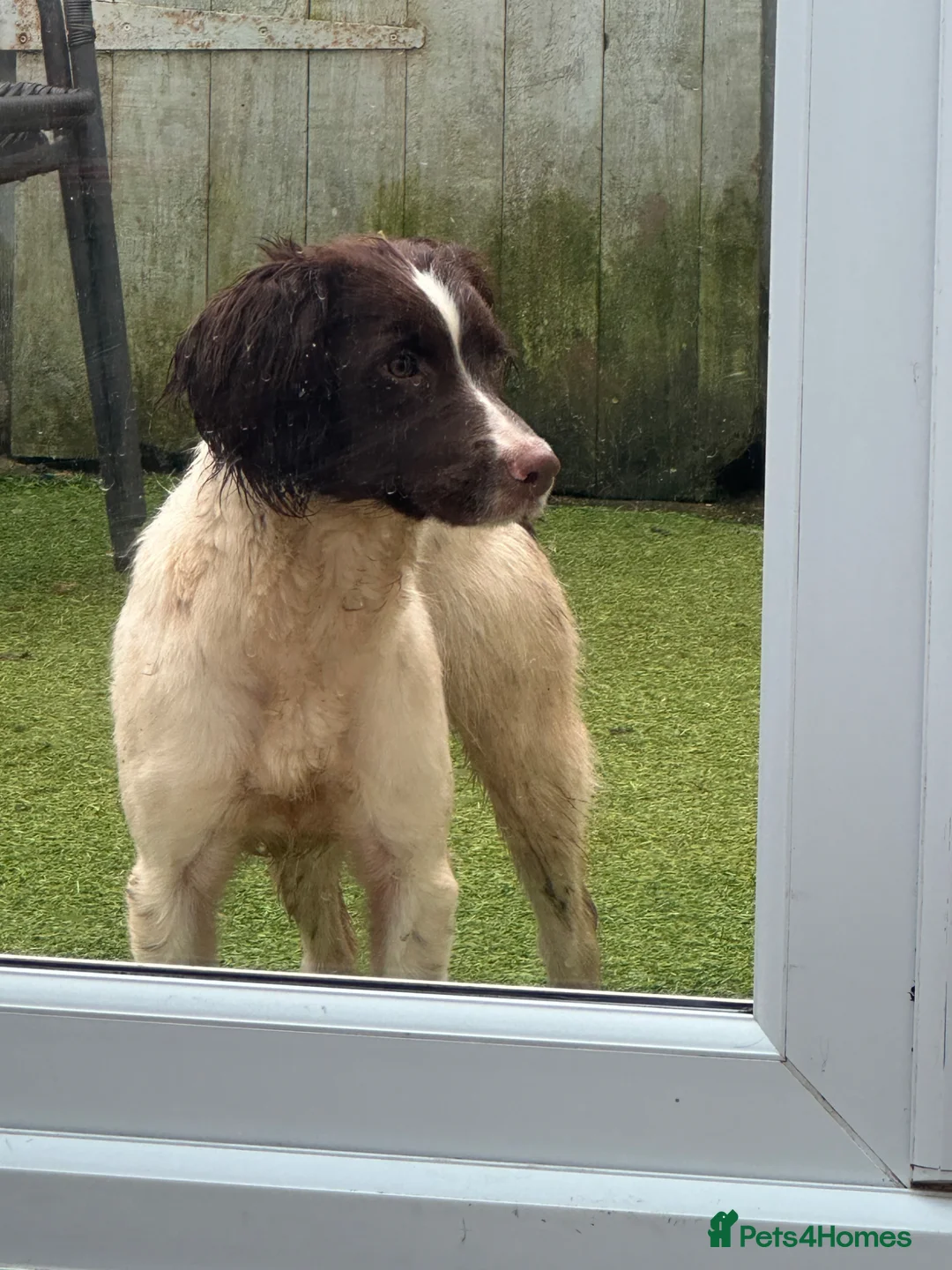 English Springer Spaniel dogs for sale: English springer spaniel bitch 12 months old l&w - Advert 1