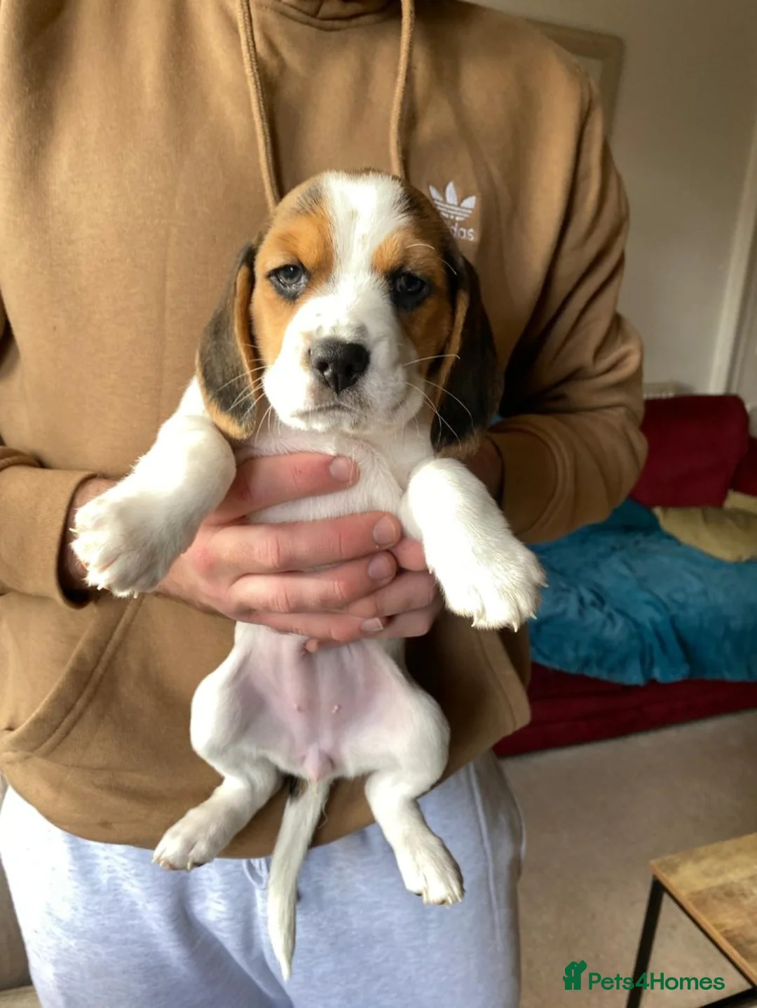 Beagle dogs for sale: Beagle chunky beagle pups for sale - Advert 7